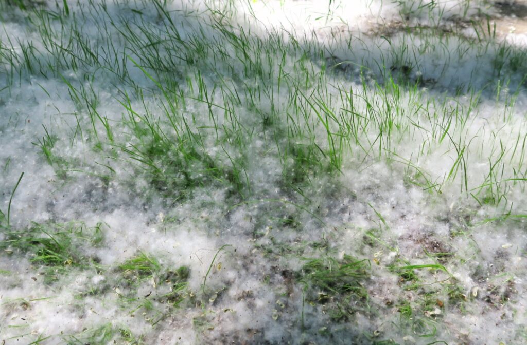 Cottonwood fluff covering the ground, leading to increased risk of experiencing eye allergies.